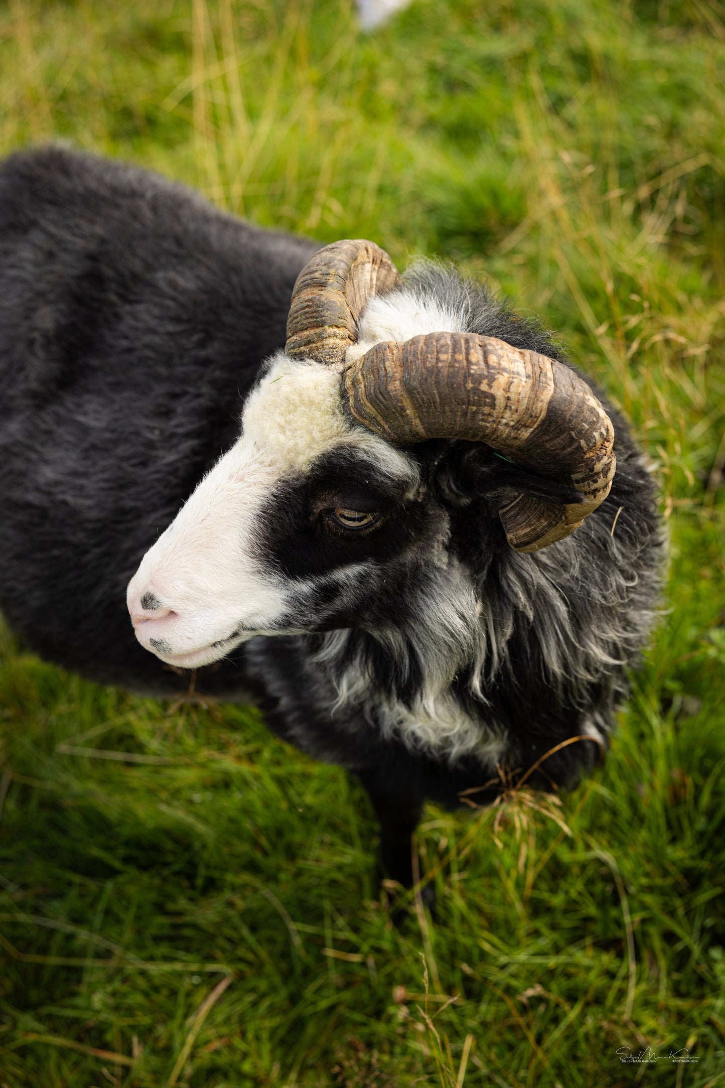 Unn sweater mini - ENG